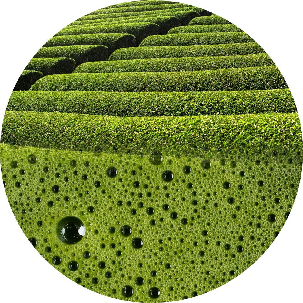 Tea fields in Uji above a cup of freshly whisked matcha